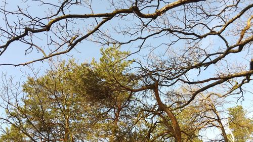 Low angle view of trees against sky