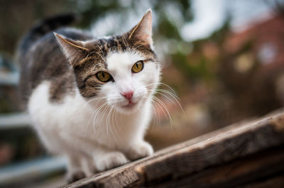 Close-up of cat