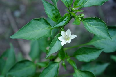 Close-up of small white flower blooming