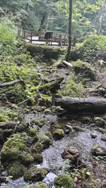 Plants growing on rocks in forest