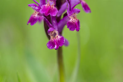 Close-up of purple flowering plant