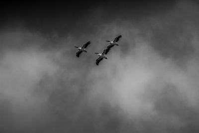 Low angle view of birds flying in sky