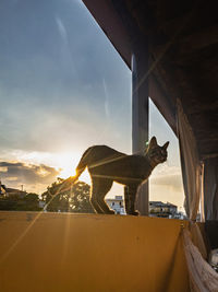 View of cat at sunset