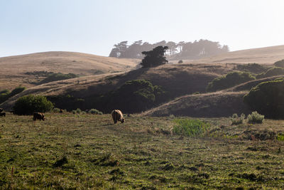 Long horn cattle grazing in open field at sunset in california