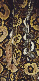 Full frame shot of an animal