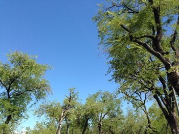 Low angle view of trees against clear sky