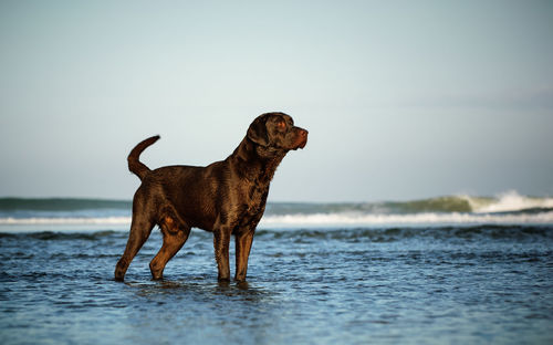 View of dog standing in water at beach