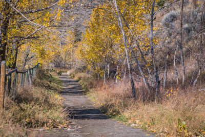 Footpath amidst trees in forest during autumn