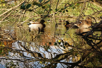 Close-up of birds in lake