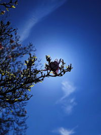 Low angle view of flowering plant against blue sky