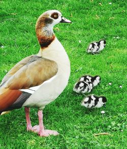 Duck and ducklings on field