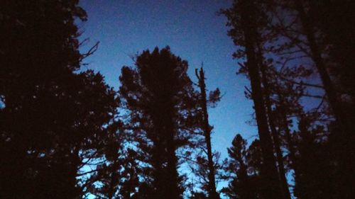 Low angle view of trees against blue sky