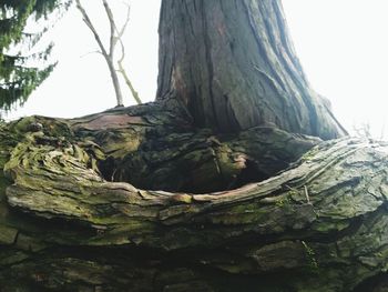 Close-up of tree trunk against sky