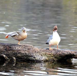 Nature close up two ducks standing on a log