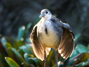 Close-up of bird perching outdoors