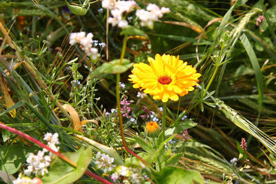 Close-up of yellow flowering plant on field
