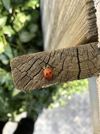 Close-up of ladybug on tree trunk