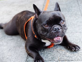 Close-up portrait of black dog
