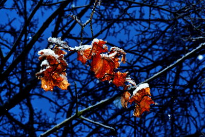 Low angle view of orange flower tree against sky