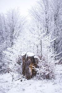 Trees on snow covered landscape