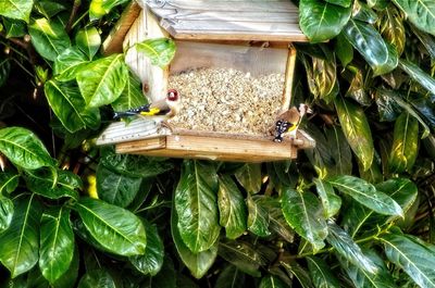 High angle view of insect on leaves