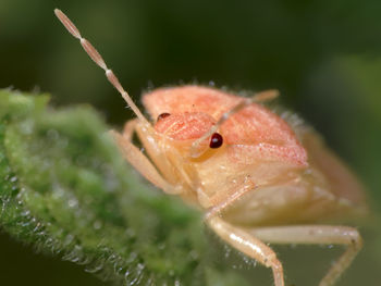 Close-up of insect on leaf