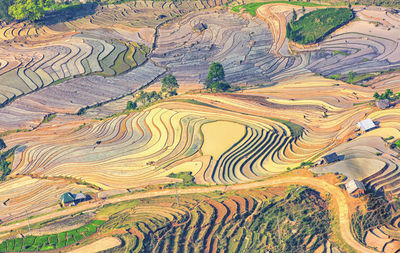 High angle view of rice paddy