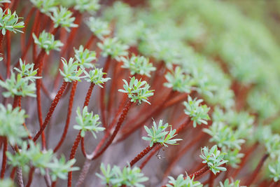 Close-up of plant growing on field