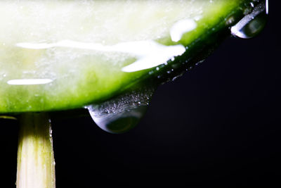 Close-up of raindrops on leaf against black background