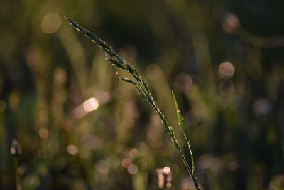 Close-up of wet plant