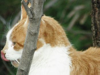 Close-up of cat