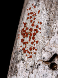 Close-up of tree trunk against black background