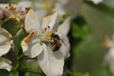 Close-up of bee on white flowering plant