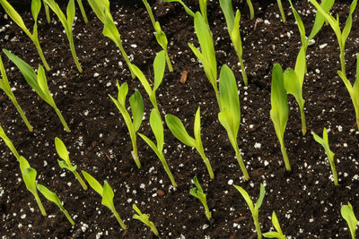 High angle view of fresh plants in water