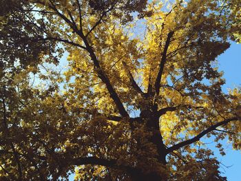 Low angle view of trees against sky
