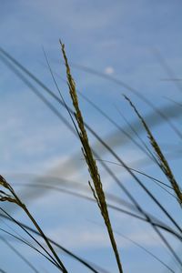 Close-up of stalks against sky