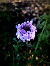 Close-up of purple flowers blooming outdoors