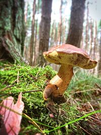 Close-up of mushroom growing on tree trunk