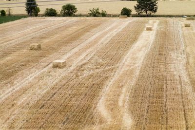 Scenic view of agricultural field