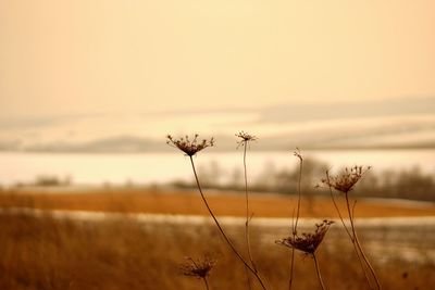 Close-up of plants growing on field against sky during sunset