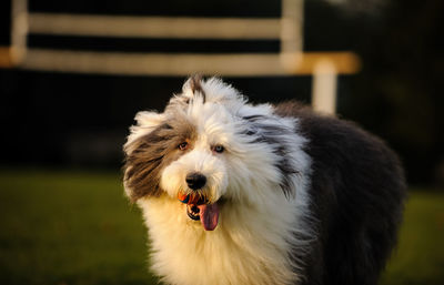 Close-up of dog sticking out tongue