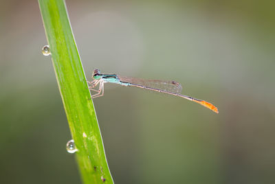 Close-up of insect on grass