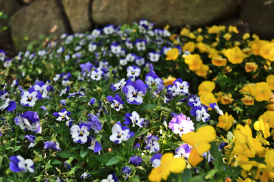 High angle view of purple flowering plants on field