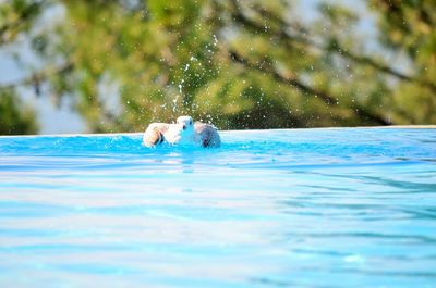 View of swimming pool