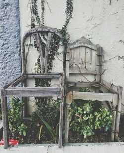 Close-up of ivy on building