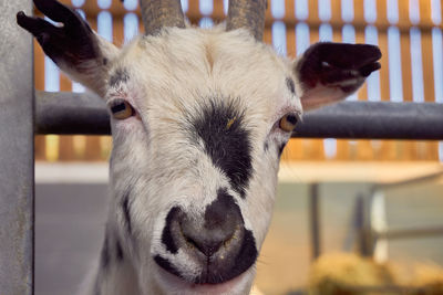 Close-up portrait of goat