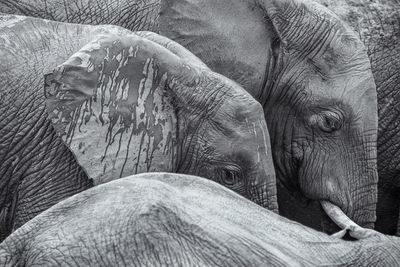 Close-up of elephant