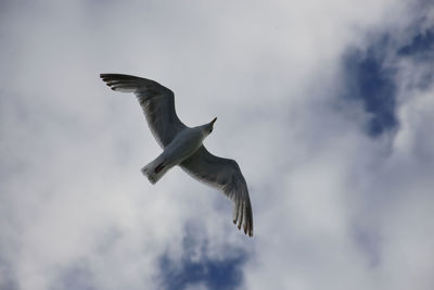 Low angle view of seagull flying