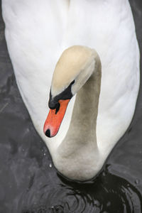 Close-up of swan swimming in lake