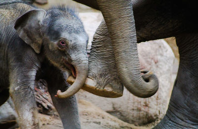 Close-up of elephant in zoo